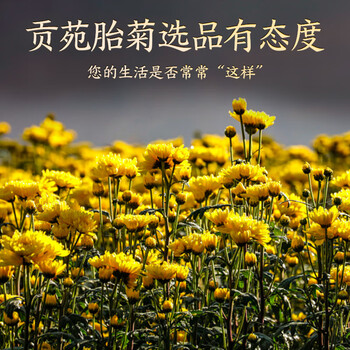 贡苑花茶 菊花茶胎菊160g 杭白菊量贩装京东自营桐乡特优级贡菊泡水喝