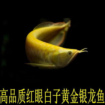 白子银龙活鱼炫彩银龙鱼金龙鱼红龙鱼活体鱼配鱼中大型热带观赏鱼24k