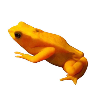 精选金蛙小金蛙活体金蛙活体饲料活小金蛙活体龙鱼饲料宠物蛙青蛙地狼