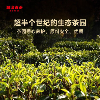 澜沧古茶 2024年景迈春香熟茶 景迈山春茶老树拼古树普洱茶茶叶357g