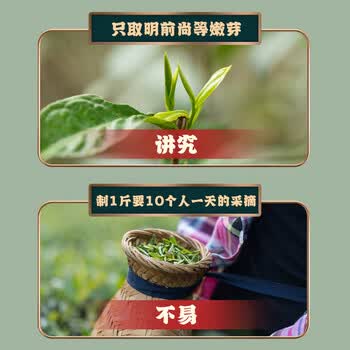 采茶伯茶叶 雀舌绿茶 明前2026新茶叶嫩芽翠芽湄潭自己喝口粮茶袋装100g