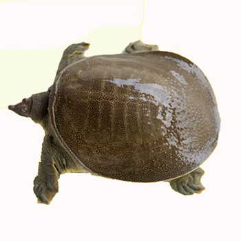 绿色召集令公雄甲鱼鲜活活体食用团鱼王八中华鳖苗小甲鱼苗养殖放养