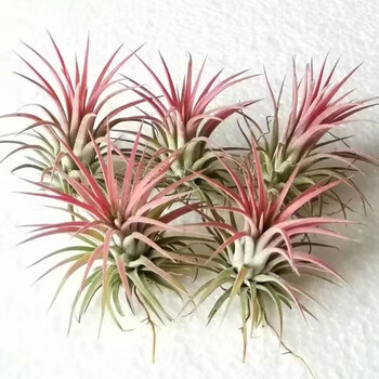 空气凤梨无土也能养活的懒人植物 6-8cm红精灵5颗装 裸根不带土