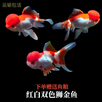 文玩堂：红锦鲤獅子頭（高级品） 红狮子- 京东