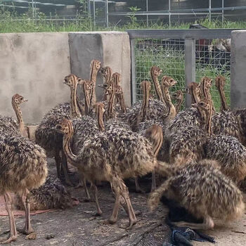 非洲鸵鸟幼苗一级优质苗一对全国包伤亡30斤左右到家包15天