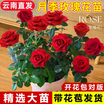 99枝粉玫瑰花束|99 Pink Rose bouquet – Rhine Flowers