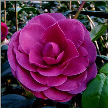 茶花盆栽四季山茶花树苗室内庭院耐冬花卉观花植物客厅 m4 紫明珠【4