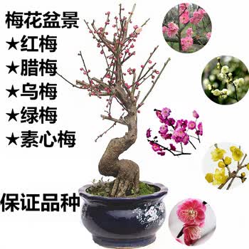 盆栽花卉树桩盆景红梅腊梅绿梅乌梅梅花美人梅素心梅盆栽花卉绿植5年盆景苗 品种备注 不含盆 图片价格品牌报价 京东
