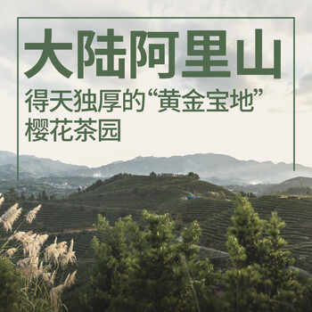 修哲乌龙茶台湾高山御守乌龙花果香200g礼盒装茶叶无农残新茶可冷泡