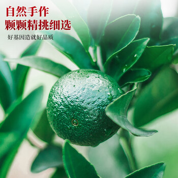 三隐 广东原产二十五老陈皮生晒年份泡水喝茶叶礼盒250g送礼送老丈人