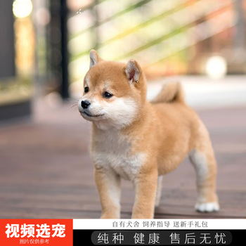 小茶犬型号规格- 京东