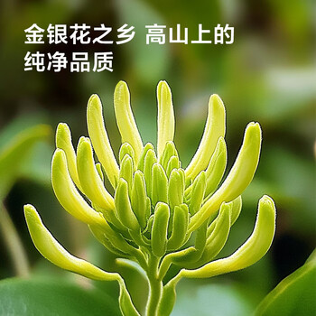 京东京造鲜来多 河南封丘金银花50克自营养生新鲜金银花茶干花草茶泡水喝