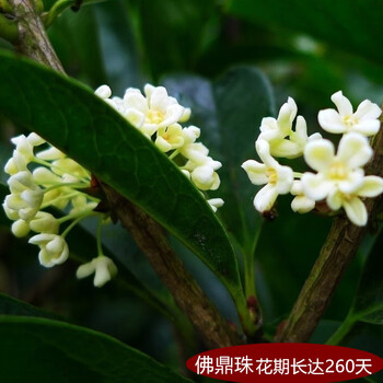 四季桂沉香桂金桂带花苞发货 佛顶珠(带花苞)四季开花 不含盆