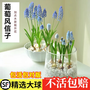 京悠雨德国品质水培葡萄风信子种球四季室内水养套装土培耐寒易活花卉盆 混色葡风5颗+白卵石+营养液