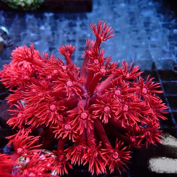 海缸珊瑚价格报价行情- 京东