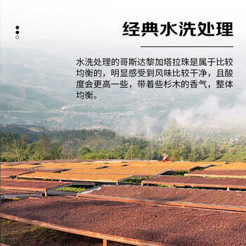 甪家嘴鹿家嘴哥斯达黎加塔拉珠SHB精品意式咖啡豆美式中深烘200g