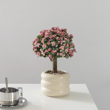 阔叶盆栽品牌及商品- 京东