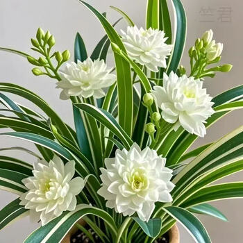 大花铁线莲品牌及商品- 京东