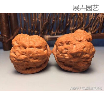 文玩核桃树价格报价行情- 京东