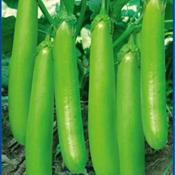 茄瓜 Chinese Eggplant (1.5lbs) ｜ 大统华超级市场