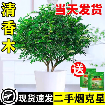 京悠雨德国品质正宗清香胡椒木盆栽花卉室内外驱蚊草植物树苗老桩盆景九 【清香驱蚊】6年清香胡椒木大苗(原土无盆)+肥料 含盆