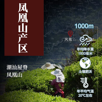 传奇会乌龙茶凤凰单枞鸭屎香特级500g礼盒装潮州特产单丛茶叶自己喝送礼