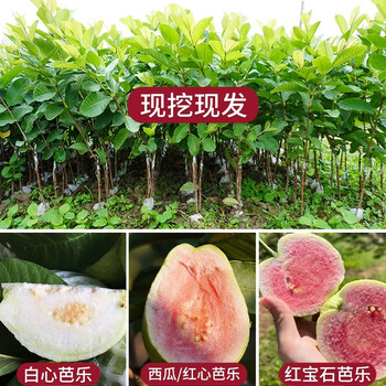 番石榴种植品牌及商品- 京东