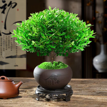 紫檀木盆栽型号规格- 京东