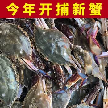 白蟹 母白蟹图片- 京东
