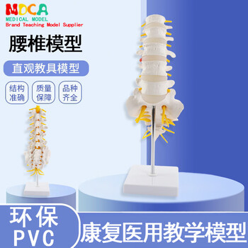 椎体模型品牌及商品- 京东