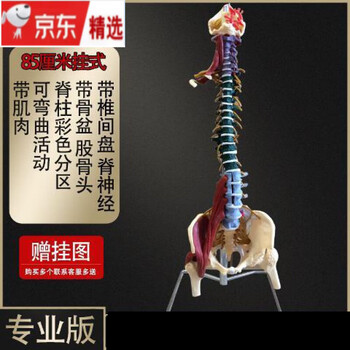 人体脊椎模型品牌及商品- 京东