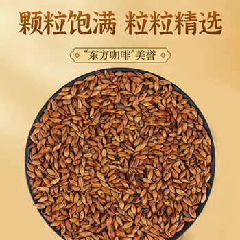沁晚香大麦茶原味烘焙精选大颗粒泡水喝养生花茶茶包独立小包装人工炒制
