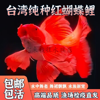 观赏鱼狮子头价格报价行情- 京东