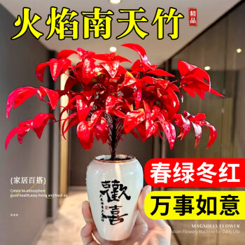 京悠雨德国品质火焰南天竹盆栽红叶植物观叶盆景室内耐寒年宵花卉办公室 火焰南天竹+欢喜陶瓷盆(送复古底座+铺面石) 【红 带盆栽好