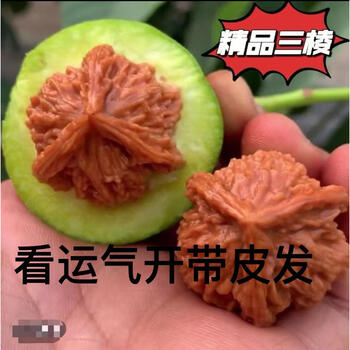 文玩核桃三品牌及商品- 京东