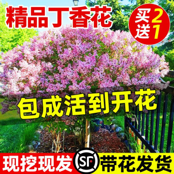 京悠雨德国品质丁香花树苗盆栽阳台庭院浓香室内外四季花卉耐寒植物欧洲 60厘米高紫丁香4年苗丛生【包成活】 不含盆