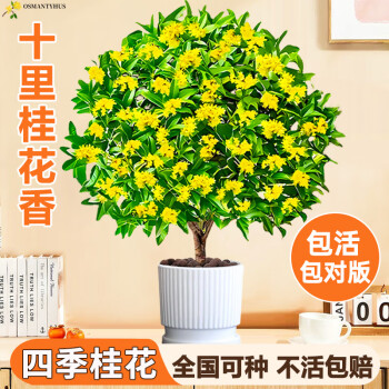 京悠雨德国品质四季桂花盆栽树苗浓香型带花苞可食用室内阳台庭院好养活 【练手入门款】精品四季桂花20厘米左右+专用肥 (