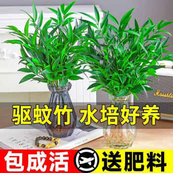 京悠雨德国品质驱蚊神器 四季常青 清香驱蚊竹 易活植物盆栽绿植室内花 【亏本抢购】小驱蚊竹柏2颗 【不含盆】+送营养液
