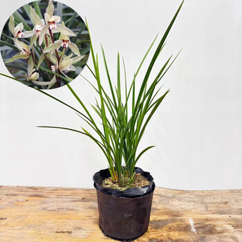 素心寒兰价格报价行情- 京东