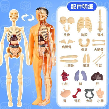 骨模型 人体模型 3d模型骨骼型号规格- 京东
