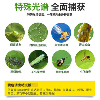 坤宁王粘虫板黄板诱虫板灭苍蝇贴双面果蝇纸灭蚊虫小飞虫诱捕神器50张