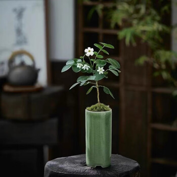 菖蒲盆栽型号规格- 京东