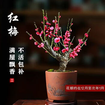 红梅树价格报价行情- 京东