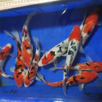 锦鲤 FTkEcudaQAEqFKO.jpg:large