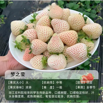 草花木果12点まとめ売り 楽天市場 | 草花木果 楽天市場店 - ユズ果実エキス配合の