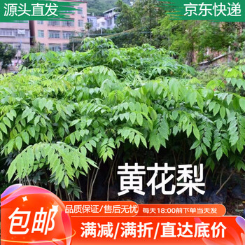 海南黄花梨幼苗型号规格- 京东