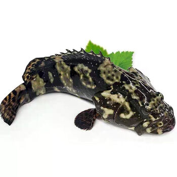 广西北海深海捕捞鲜活龙胆石斑鱼珍珠斑鲜活速冻 0.