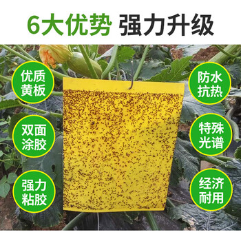 坤宁王粘虫板黄板诱虫板灭苍蝇贴双面果蝇纸灭蚊虫小飞虫诱捕神器50张