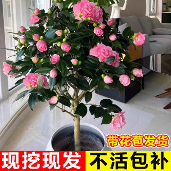 京悠雨香妃山茶花盆栽带花苞室内客厅阳台白山茶花树苗浓香四季花卉绿植 【】香妃山茶花小苗-单发植物【当年开花】 含盆
