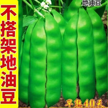 油豆角籽型号规格- 京东